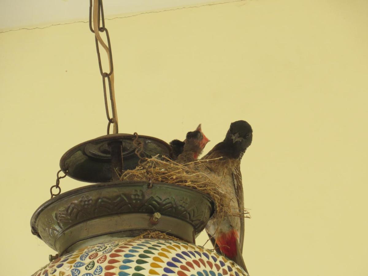 Rajputana Heritage Sawai Madhopur Luaran gambar